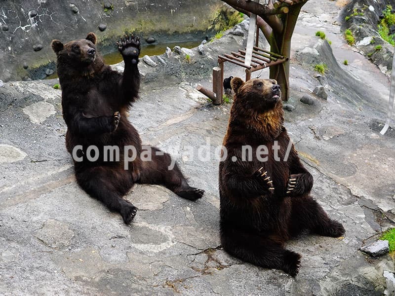 のぼりべつクマ牧場