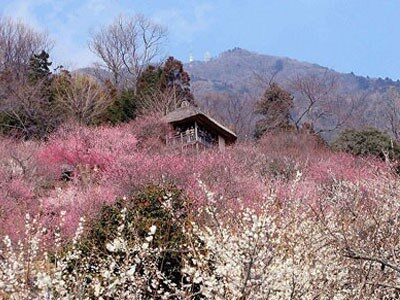 つくば山温泉でのピンクコンパニオン