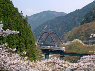 中山七桜