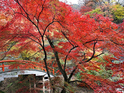 秋の紅葉_ホテルいかほ銀水