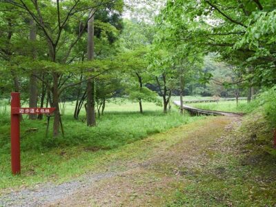 庭園の景色